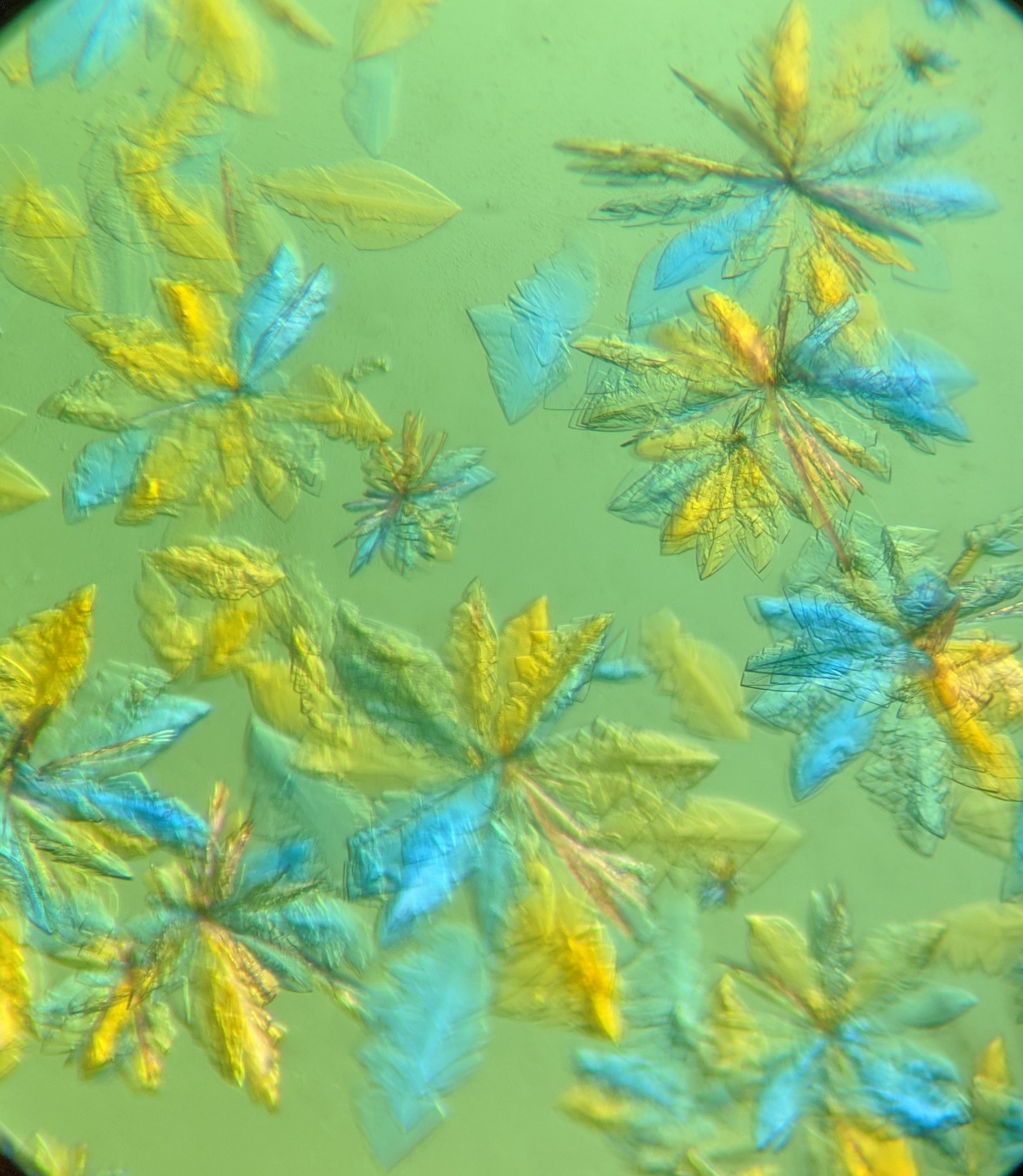 Microscopic view of the SARS-CoV-2 protease crystals grown in ORNL’s Protein Crystallization and Characterization laboratory. Once crystals reach a certain size and shape, they will be used in neutron scattering experiments to determine how the SARS-CoV-2