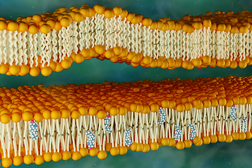 Membrane